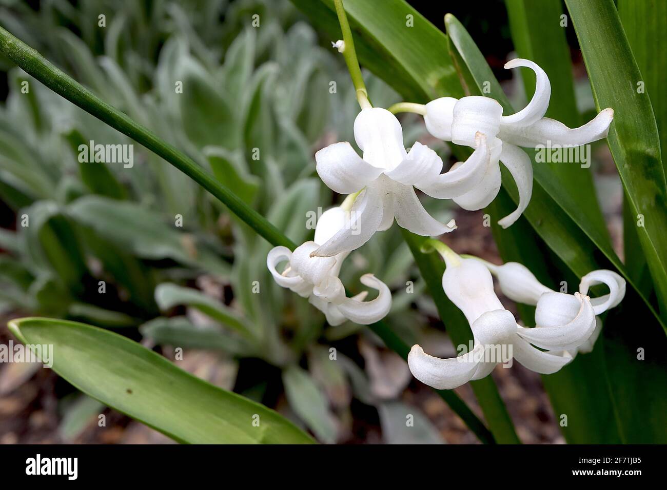 Hyacinthus orientalis ‘White Pearl‘ Hyacinth White Pearl – white hyacinth and green leaves,  April, England, UK Stock Photo