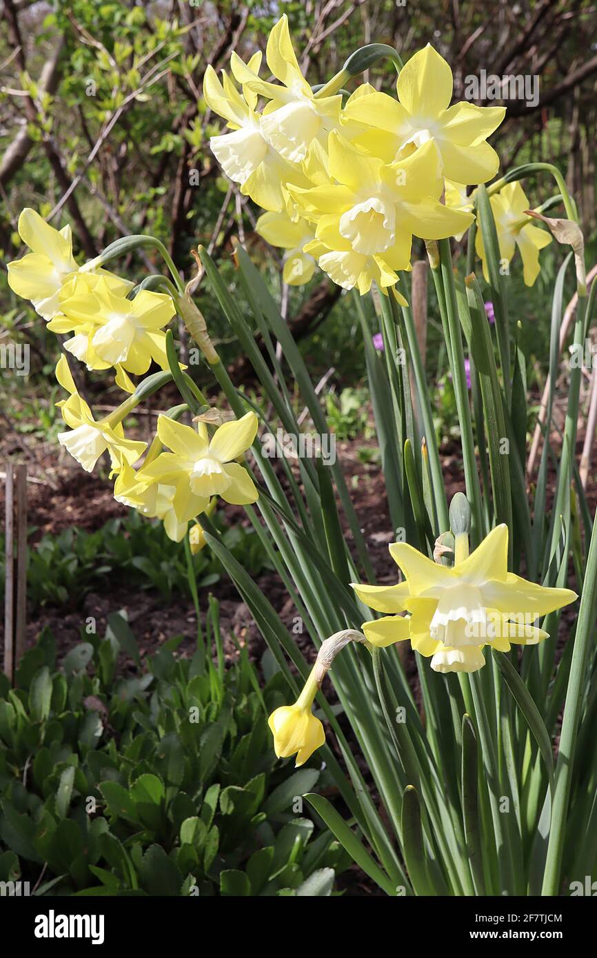 Narcissus / Daffodil ‘Pipit’  Division 7 jonquilla Daffodils reverse bicolor flowers, yellow petals and white trumpet,  April, England, UK Stock Photo