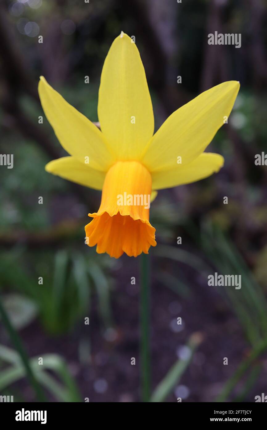 Narcissus / Daffodil ‘Jetfire’ / Daffodil Jetfire  Division 6 Cyclamineus Daffodils Miniature yellow daffodils with orange trumpets,  April, England, Stock Photo
