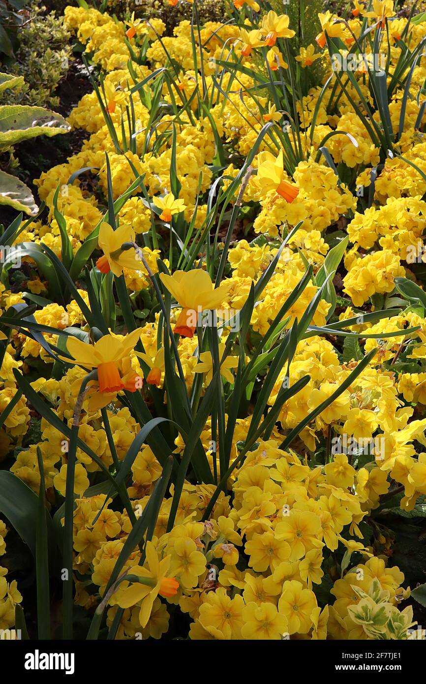Narcissus / Daffodil ‘Jetfire’ / Daffodil Jetfire  Division 6 Cyclamineus Daffodils Miniature yellow daffodils with orange trumpets,  April, England, Stock Photo