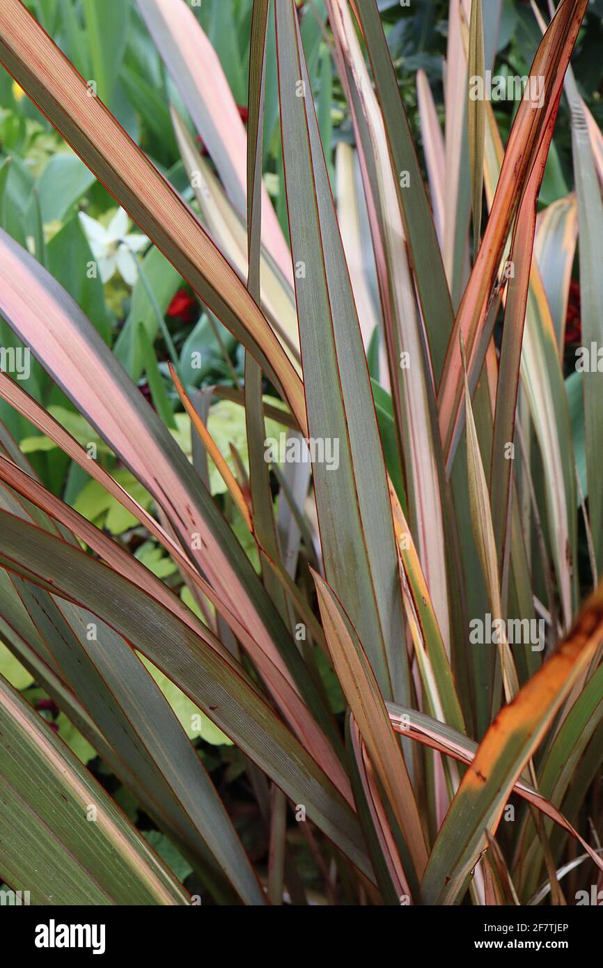Phormium ‘Maori Queen’ / ‘Rainbow Queen’ Flax lily Maori Queen – upright olive green and yellow leaves with fine red edges,  April, England, UK Stock Photo