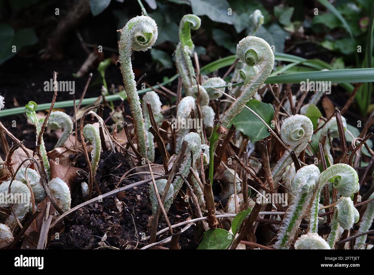 Asplenium scolopendrium Harts Tongue fern – fuzzy covered coiled fiddleheads,  April, England, UK Stock Photo