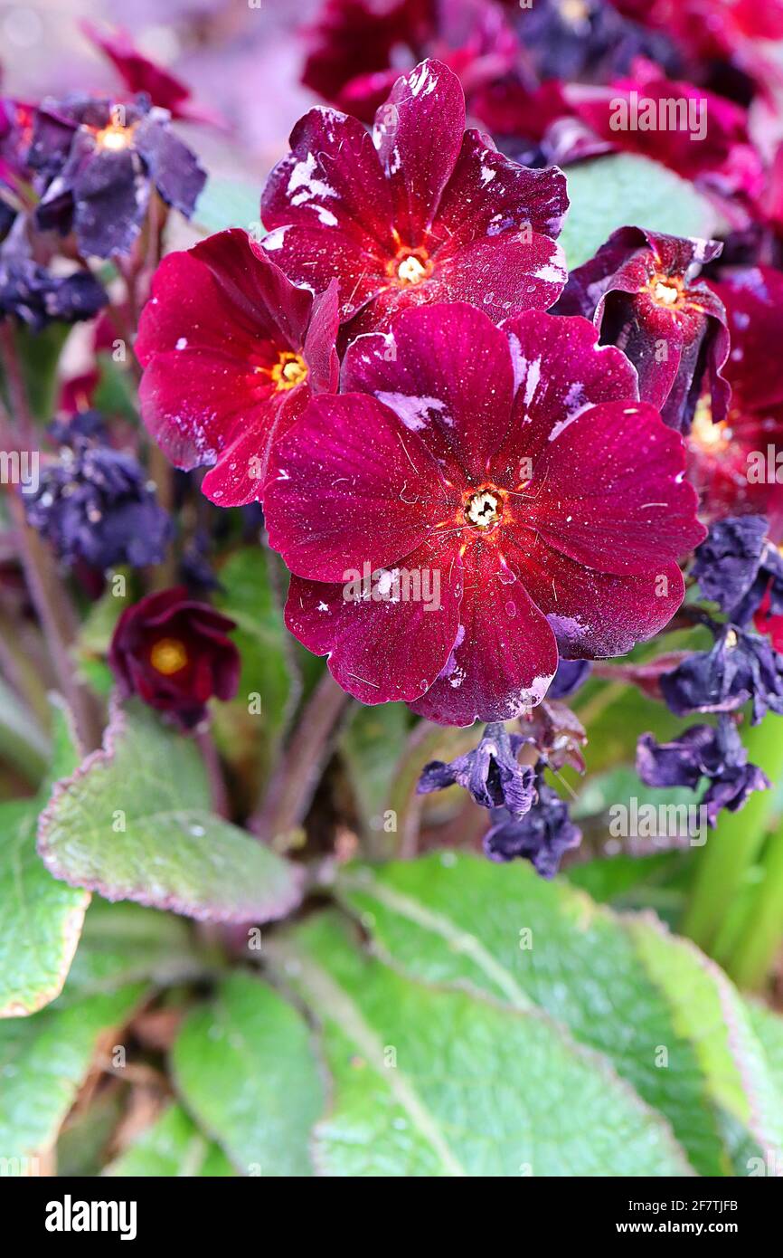 Primula polyanthus ‘Stella Neon Violet’ Primrose Stella Neon Violet – clusters of violet flowers with red and gold centres,  April, England, UK Stock Photo