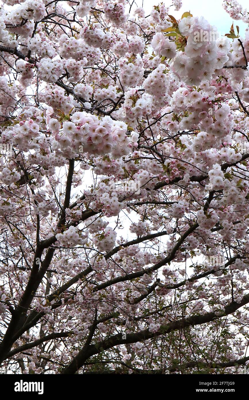 Prunus ‘Ichiyo’ Ichiyo cherry blossom – stalked clusters  of shell pink double flowers, April, England, UK Stock Photo