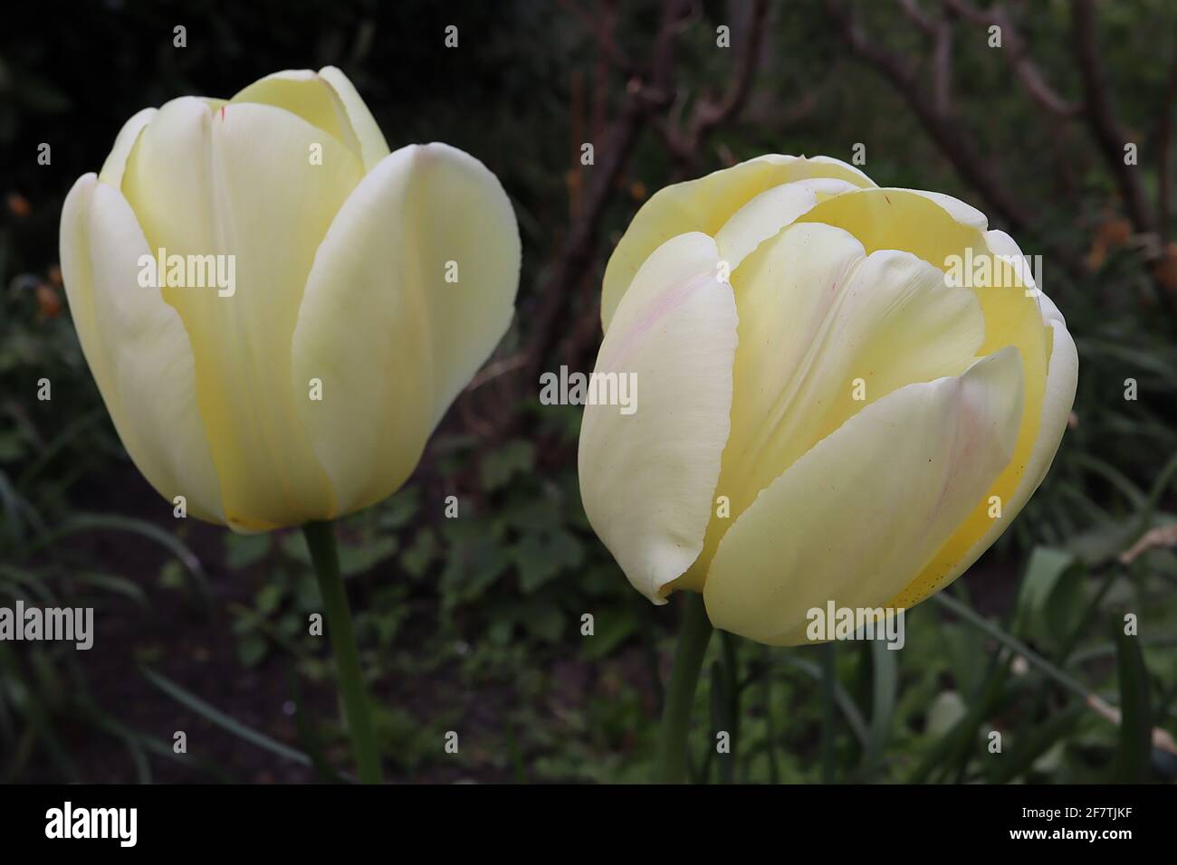 Tulipa ‘Ivory Floradale’  Darwin hybrid 4 Ivory Floradale tulip – cream flowers, yellow inner petals,  April, England, UK Stock Photo