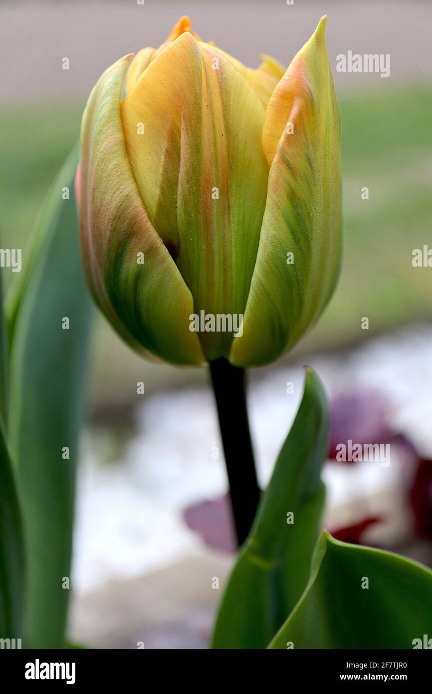 Tulipa ‘Monte Orange’  Double early 2 Monte Orange tulip - orange yellow flowers with green, red and orange streaks, purple stem. Stock Photo