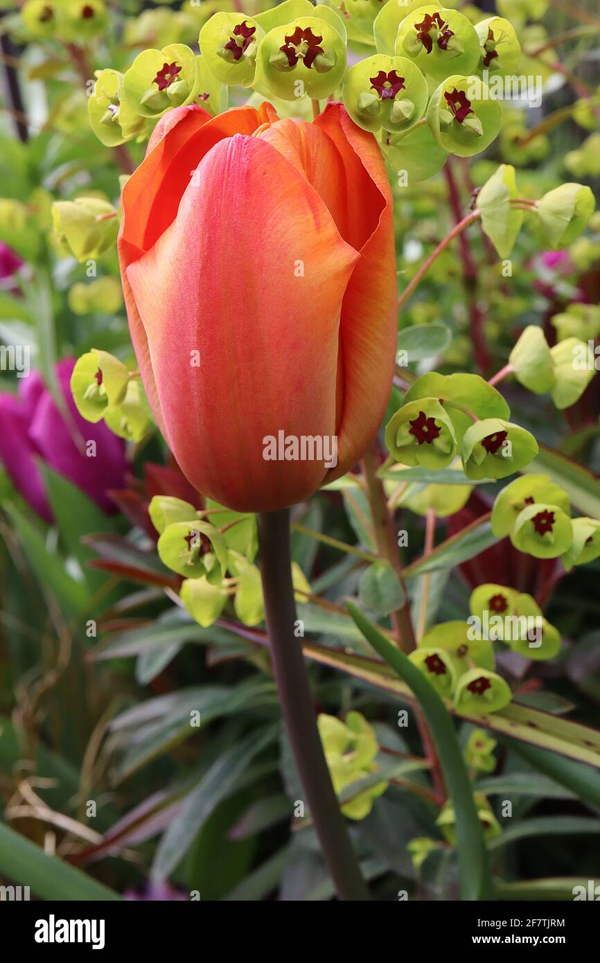 Tulipa ‘Lighting Sun’  Darwin hybrid 4 Lighting Sun tulip - coral red flowers, orange edges, purple stem, April, England, UK Stock Photo