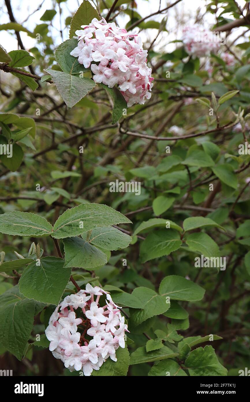 Viburnum farreri Fragrant Viburnum – clusters of scented white tubular flowers,  April, England, UK Stock Photo