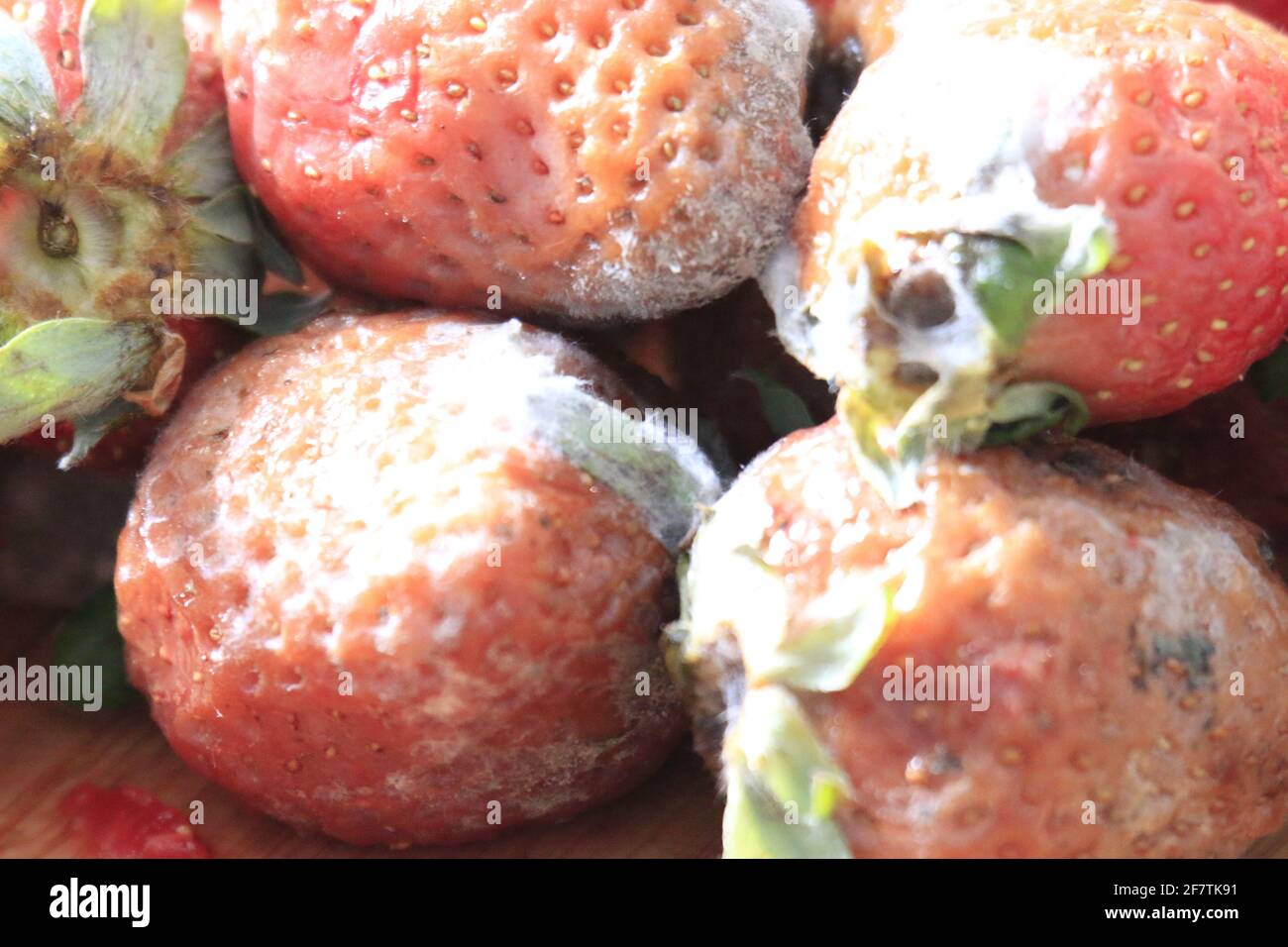 Strawberry with mold stock image. Image of natural, dessert - 216650675