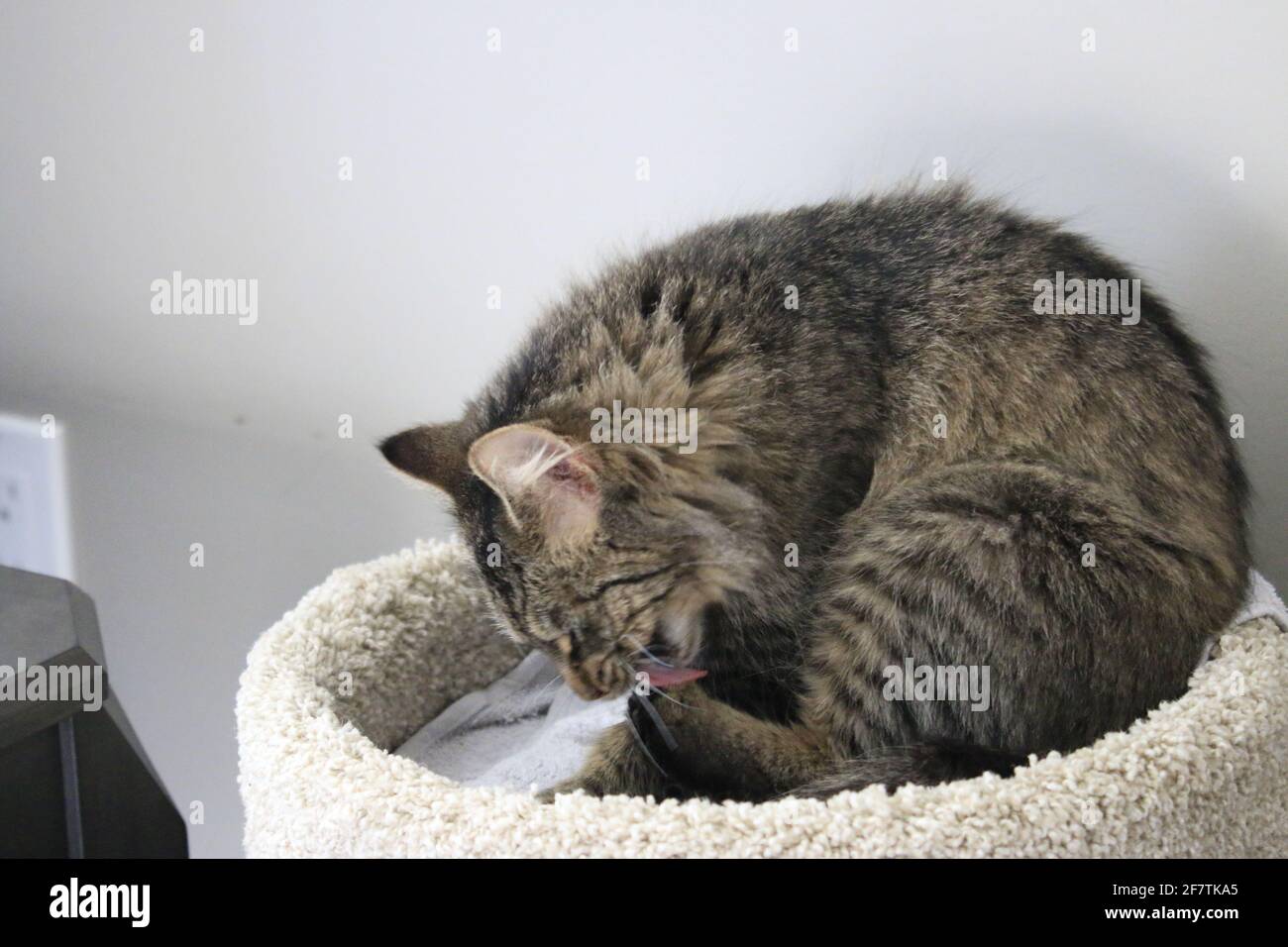 Cat cleaning himself in his soft bed Stock Photo Alamy