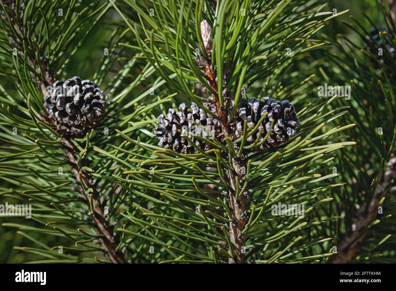 Mountain pine branches with cones in sunlight - Pinus mugo Turra Stock Photo
