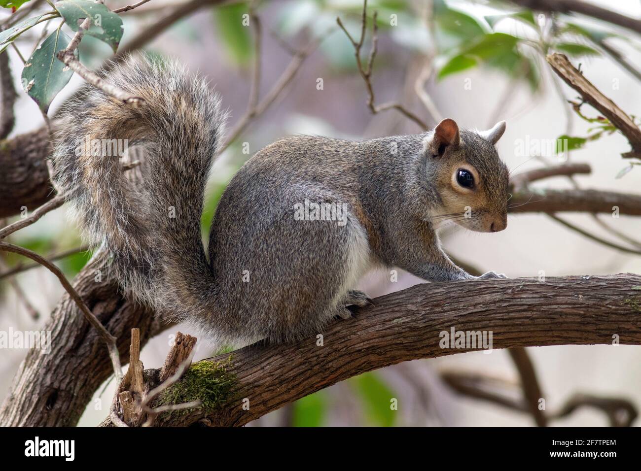 Eastern Gray Squirrel (Sciurus carolinensis) Brevard, North Carolina, USA Stock Photo Alamy