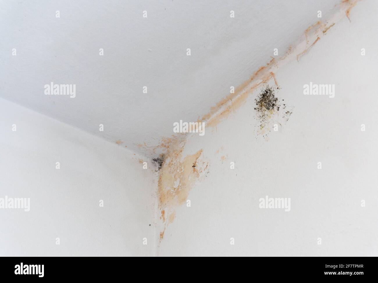 Black mold stains in corner of room. Mould, wall, renovation Stock Photo Alamy