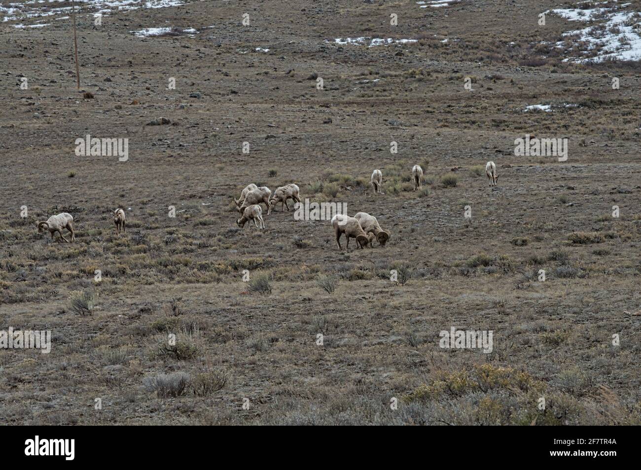 Herd of goats grazing on the pasture with bushes Stock Photo - Alamy