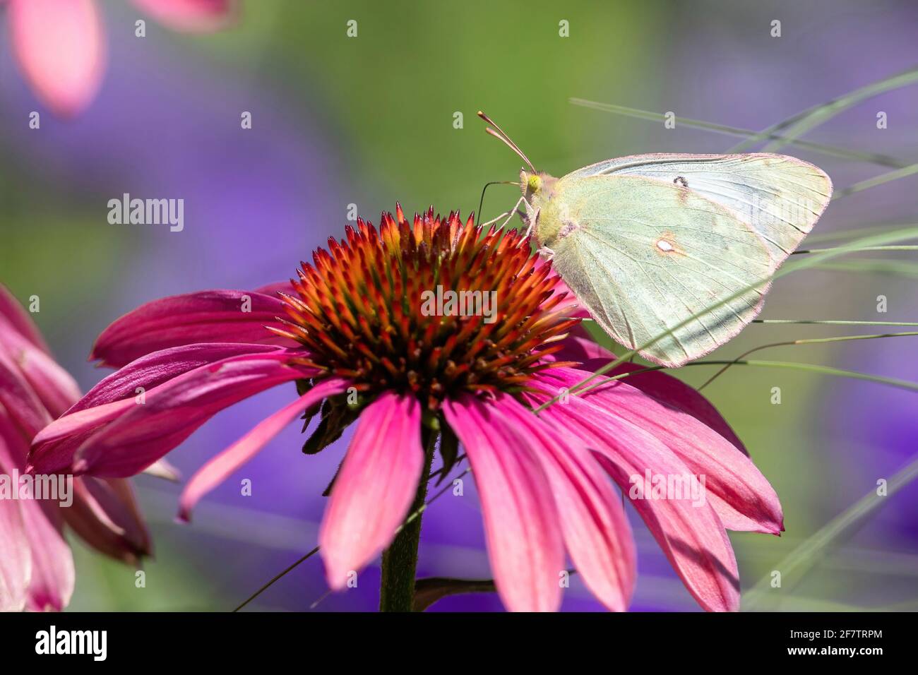 Closeup of a Orange Sulphur butterfly of the White Phase variety pollinating atop a bright pink Echinacea flower in a colorful garden setting. Stock Photo