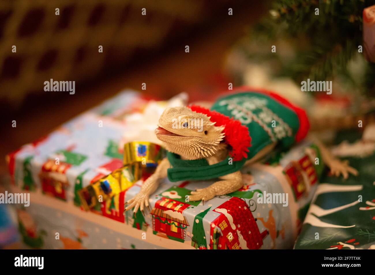Bearded dragon wearing clothes hires stock photography and images Alamy