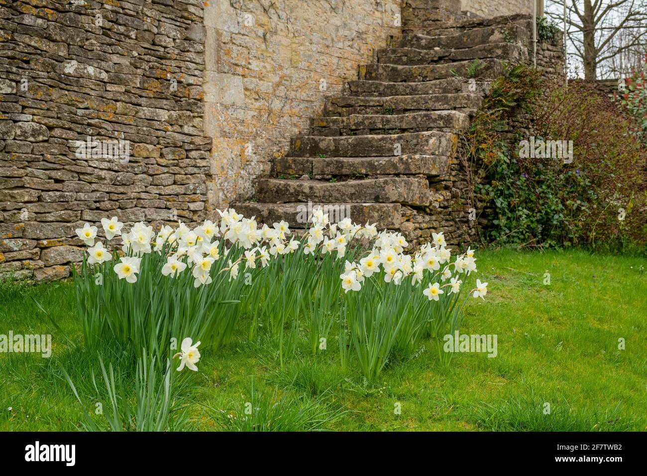 Spring daffodils next to stone house steps in the cotswold village of Coln St Dennis, Gloucestershire, Cotswolds, England Stock Photo