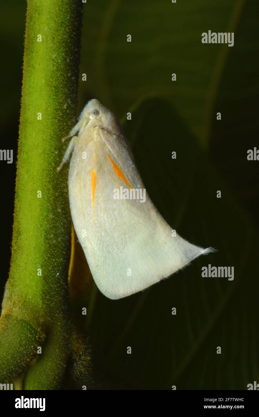 White planthopper on green twig Stock Photo