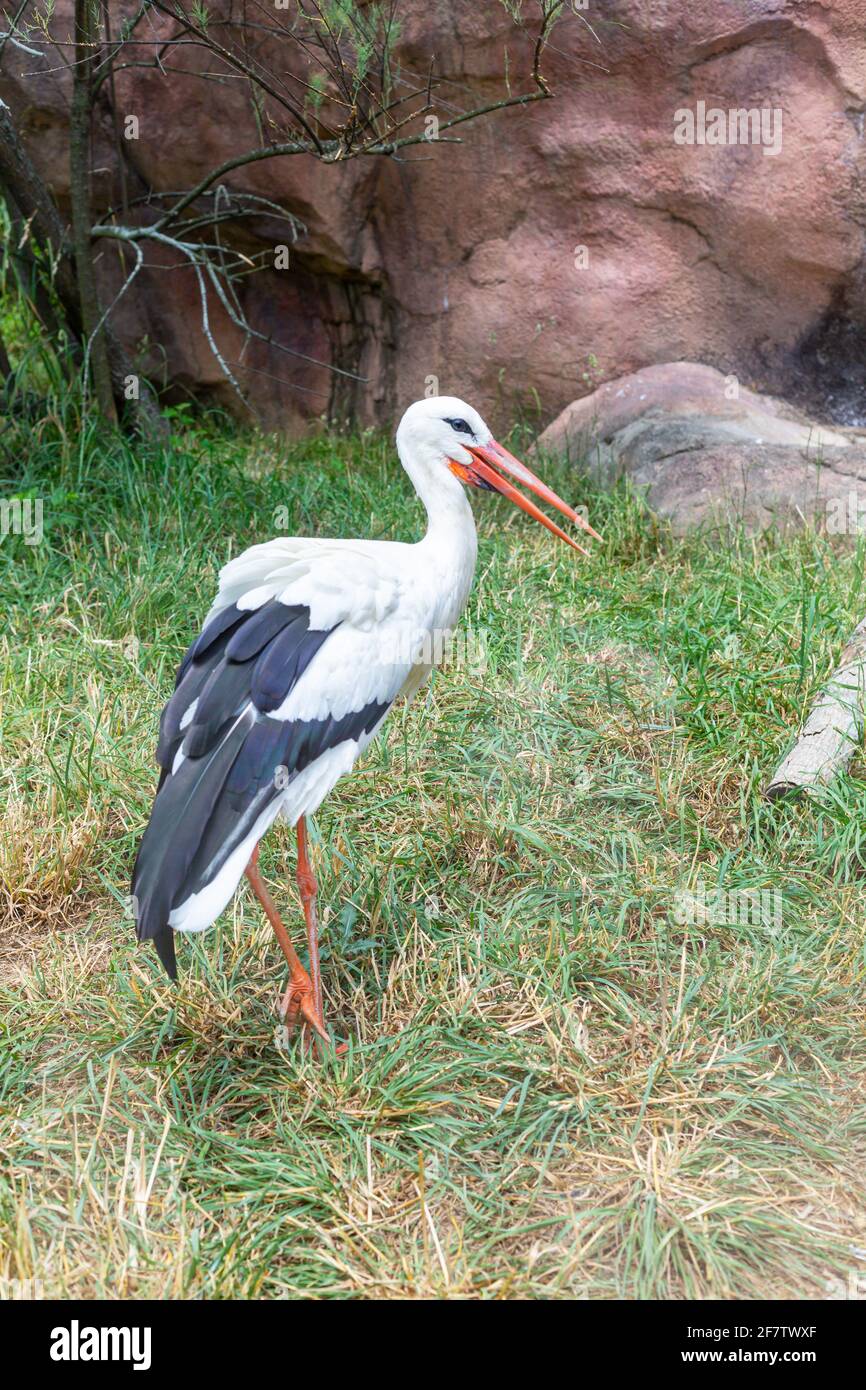 A White Stork walks through his enclosure at the Fort Wayne Children's Zoo. Stock Photo