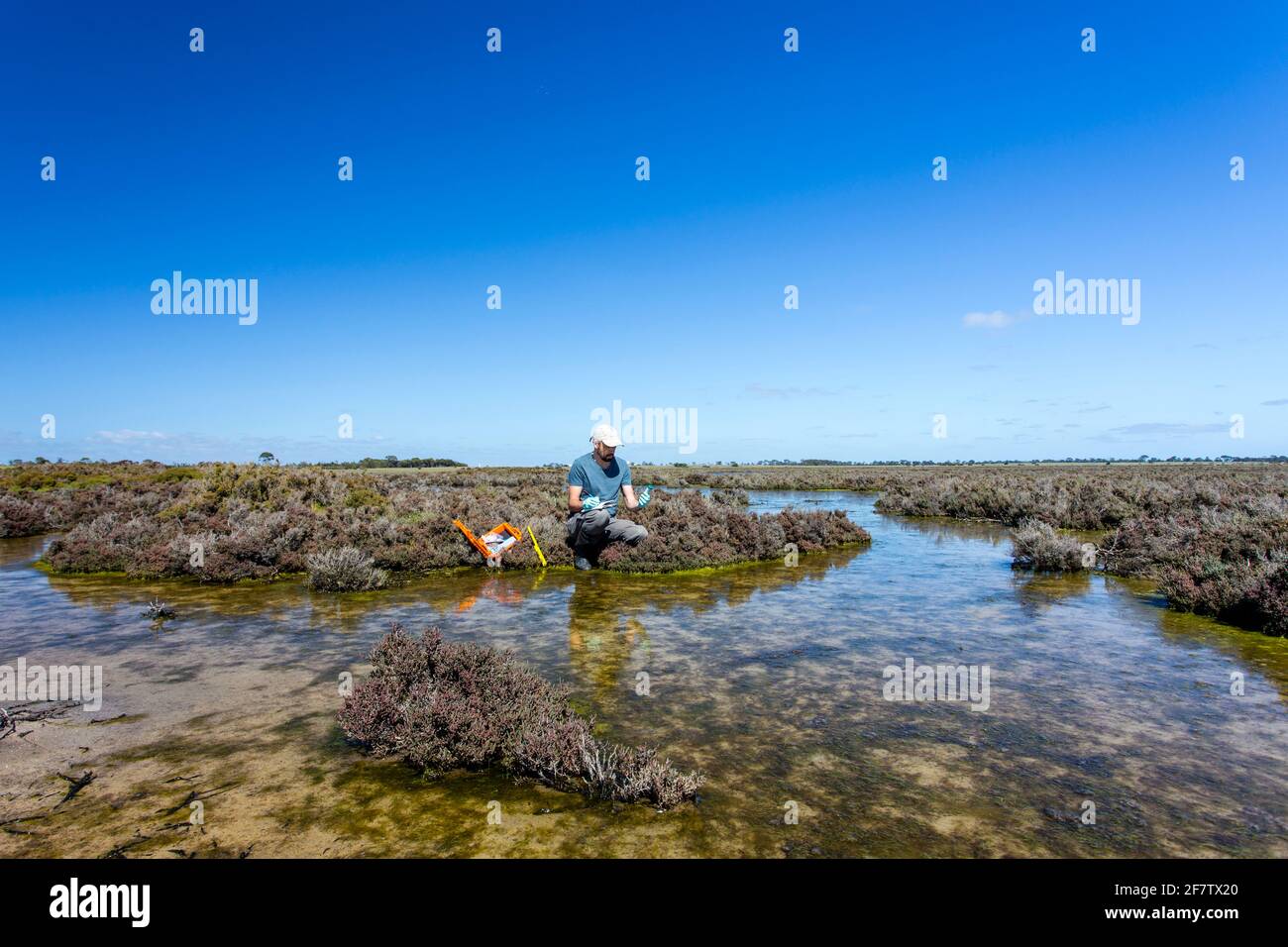 Scientist measuring environmental water quality parameters in a wetland. Stock Photo