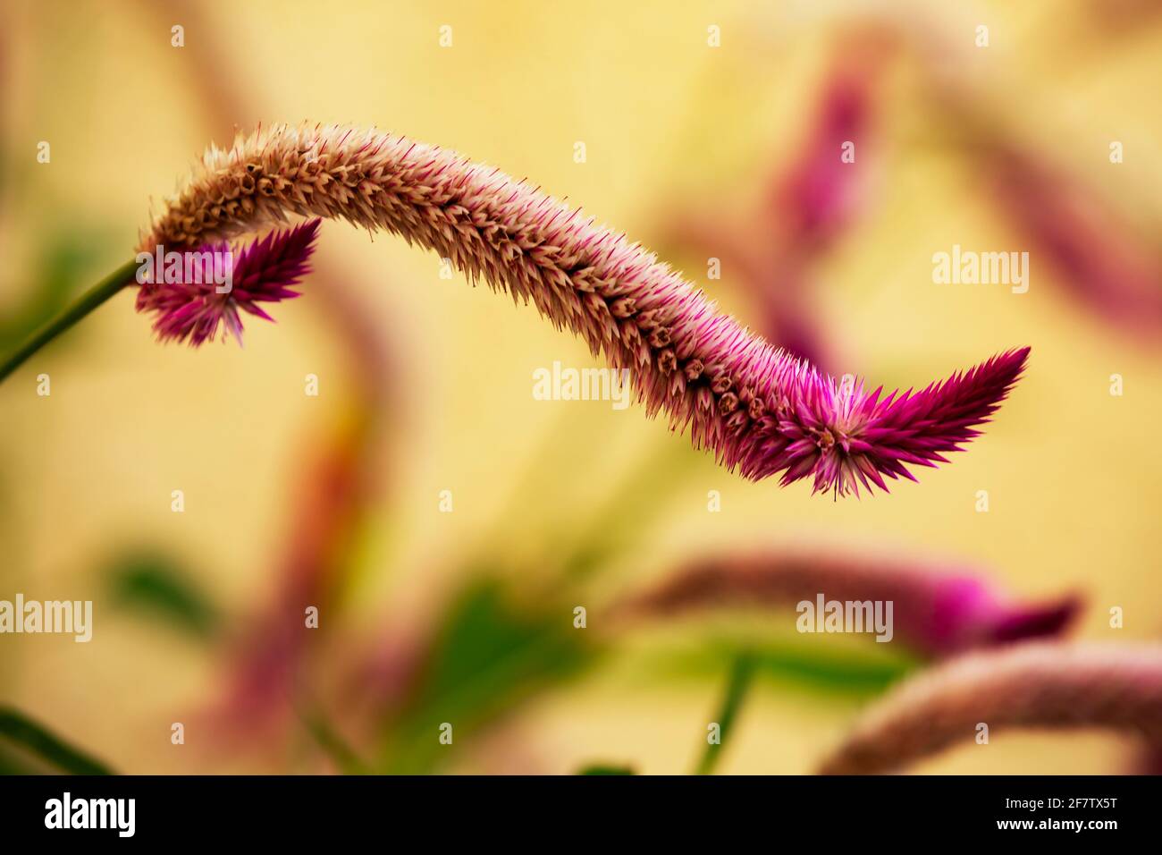 macro shot of Amaranthus Stock Photo