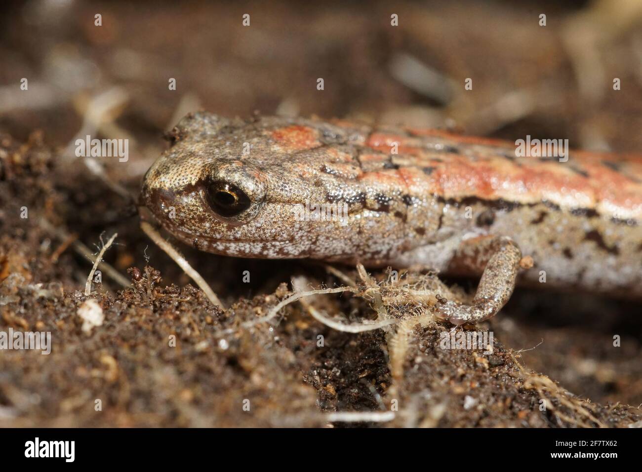Closeup of an abnormal colored slender salamander, Batrachoseps attenuates Stock Photo