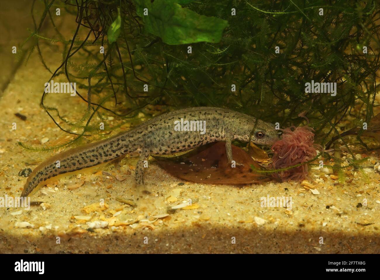 Closeup of an aquatic female Italian newt, Lissotriton italicus, feeding on Tubifex Stock Photo