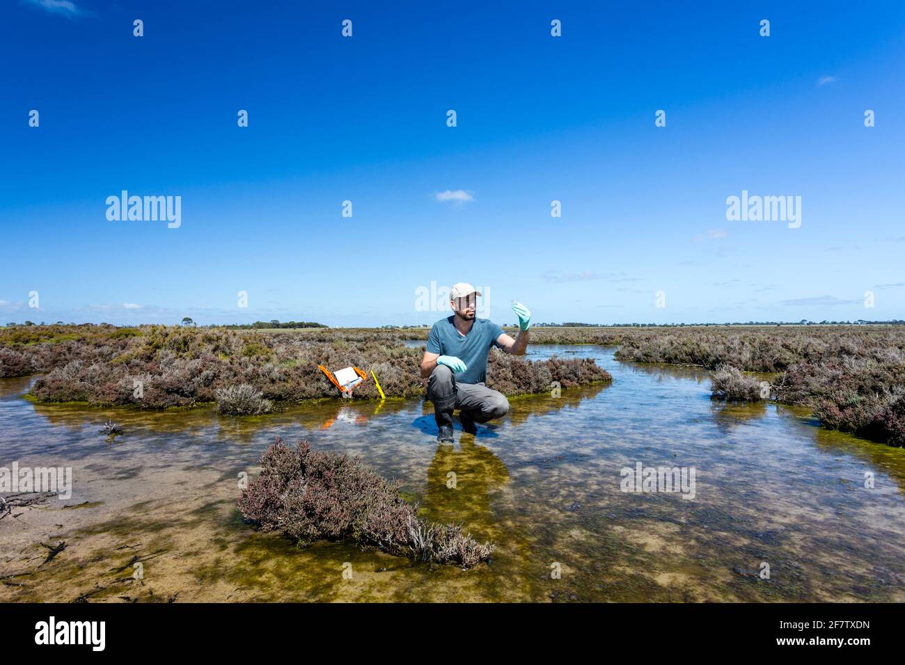 Scientist measuring environmental water quality parameters in a wetland. Stock Photo