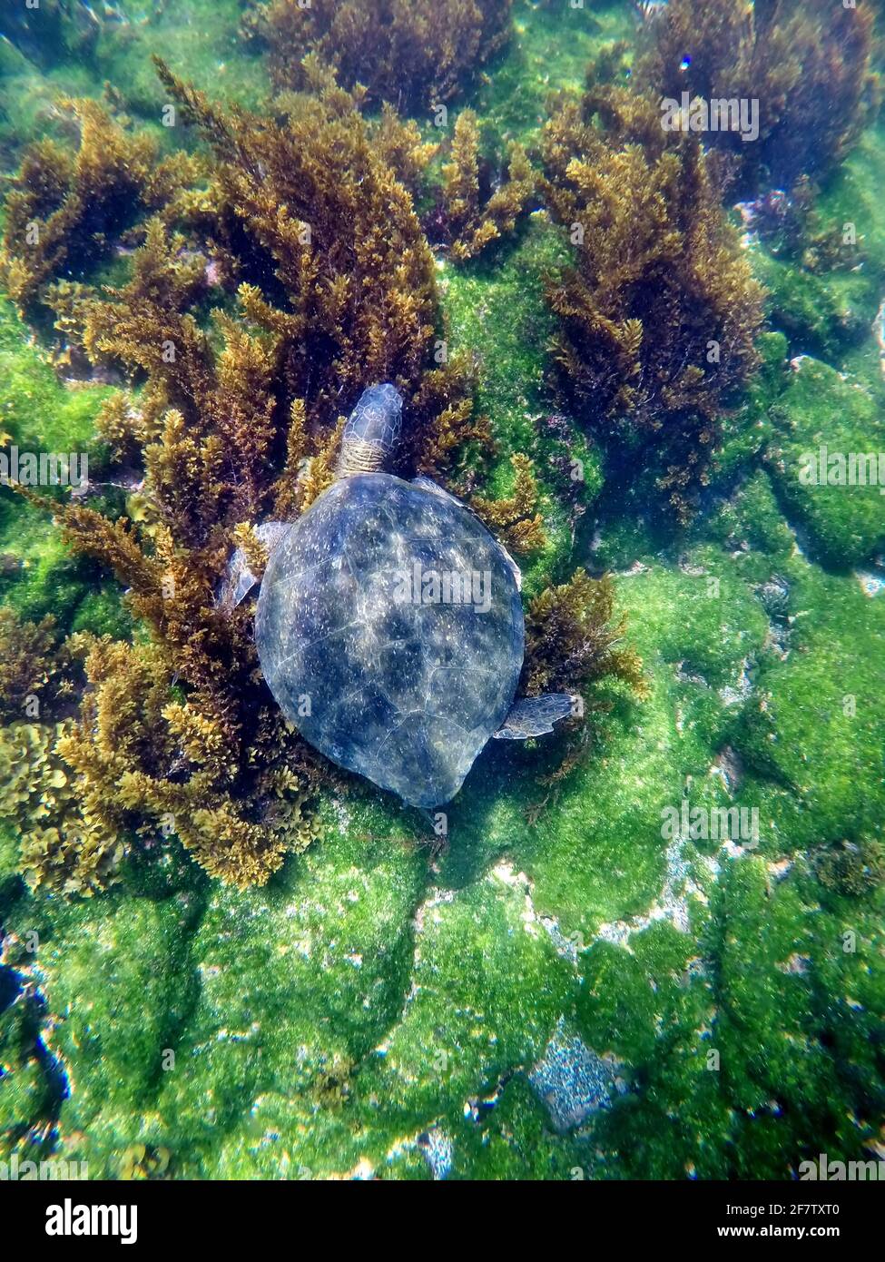 Galapagos green turtle eating seaweed at Punta Espinoza, Fernandina Island, Galapagos, Ecuador Stock Photo