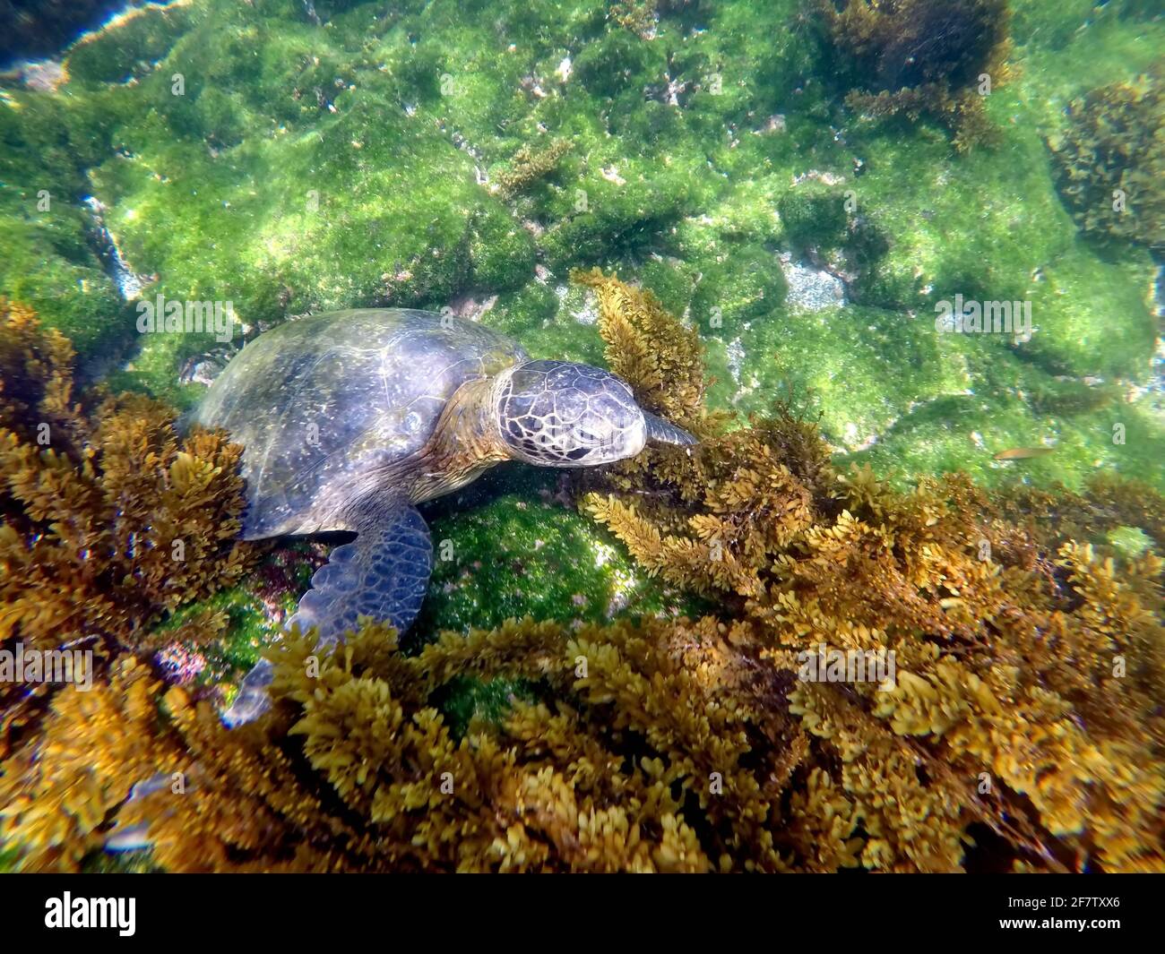 Galapagos green turtle at Punta Espinoza, Fernandina Island, Galapagos, Ecuador Stock Photo