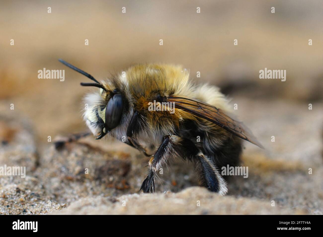 Closeup of a male of the hairyfooted flower bee, Anthophora plumipes Stock Photo Alamy