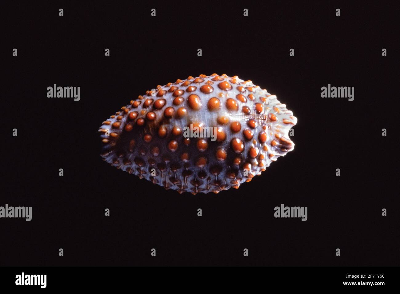 Pustulated Cowry, Jenneria pustulata, a sea snail found along the west coast of the Americas from California to Peru. Stock Photo