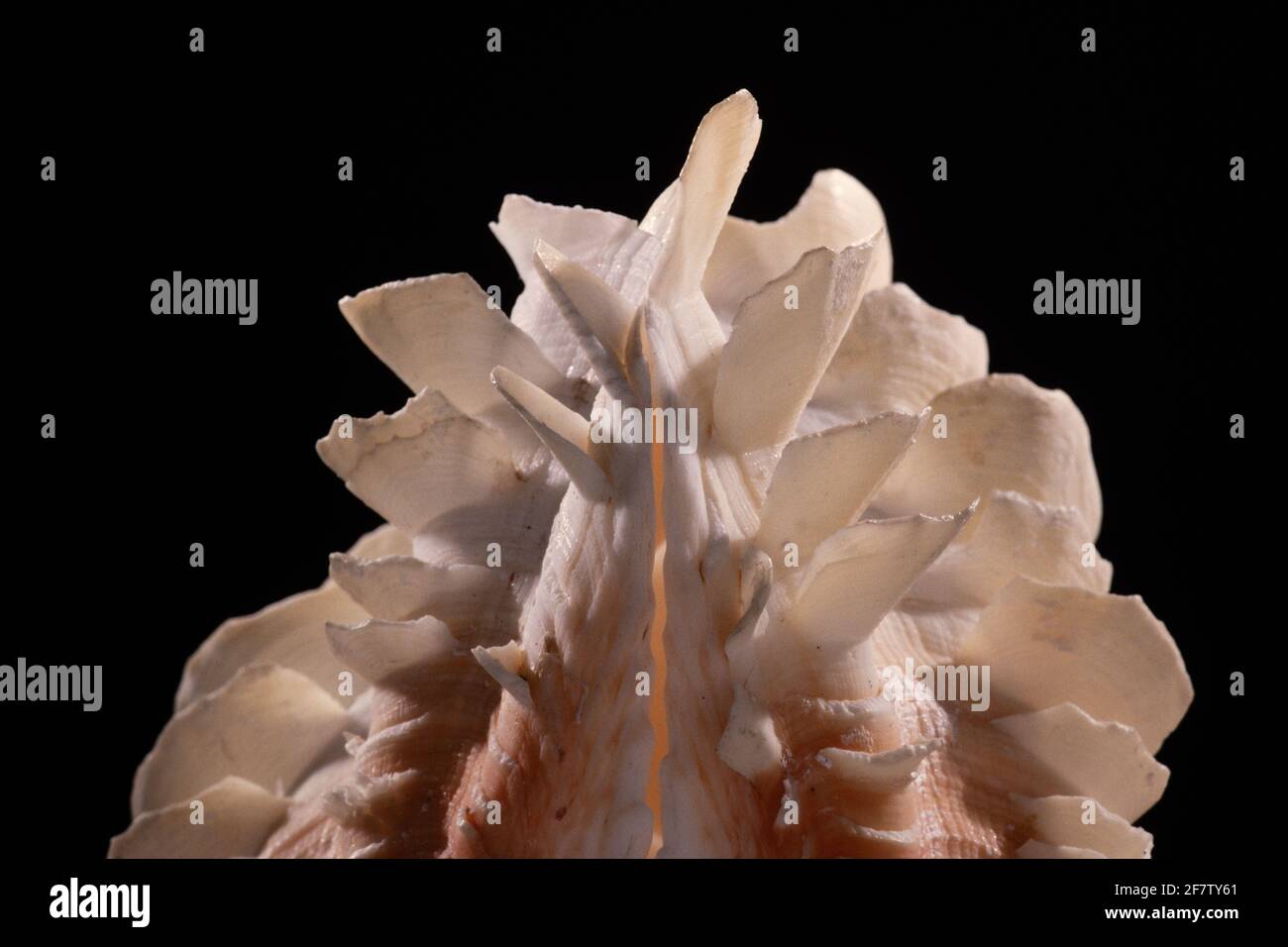 Ridges in clam shell hi-res stock photography and images - Alamy
