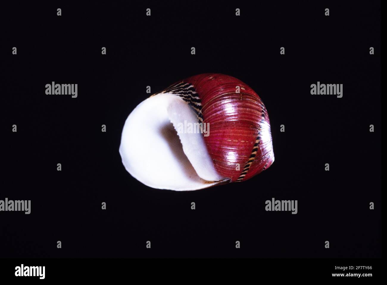 The Zigzag Nerite, Neritina communis, is a small sea snail found in the Philippines and Indonesia. Stock Photo