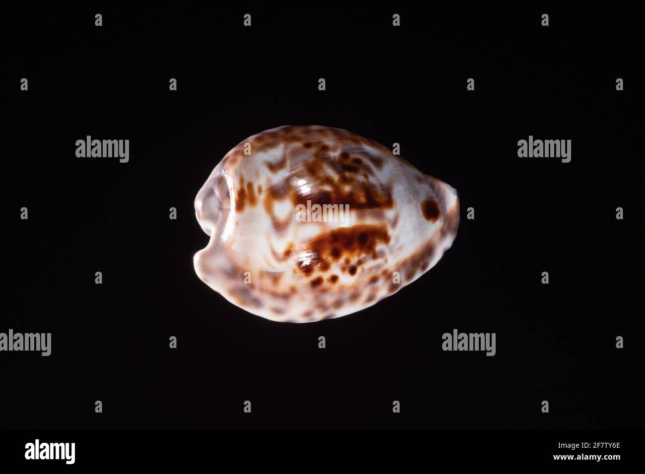 White-mouthed Cowry, Barycypraea teulerei, a sea snail found only in the Arabian Sea off Oman and Masirah Island. Stock Photo