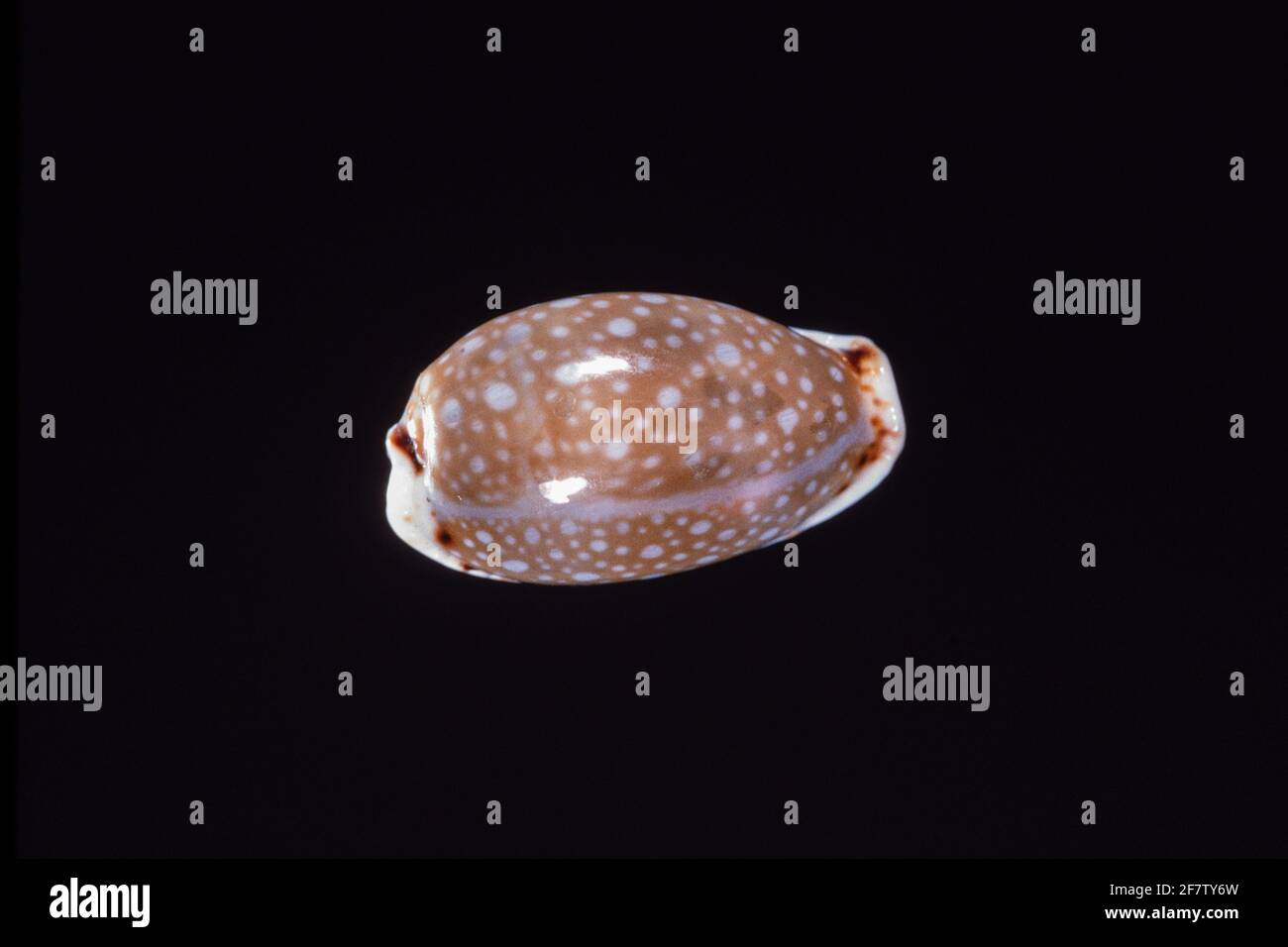 Yellow-tinted Cowry, Naria labrolineata, a sea snail found in the Indo-Pacific from East Africa to Hawaii. Stock Photo