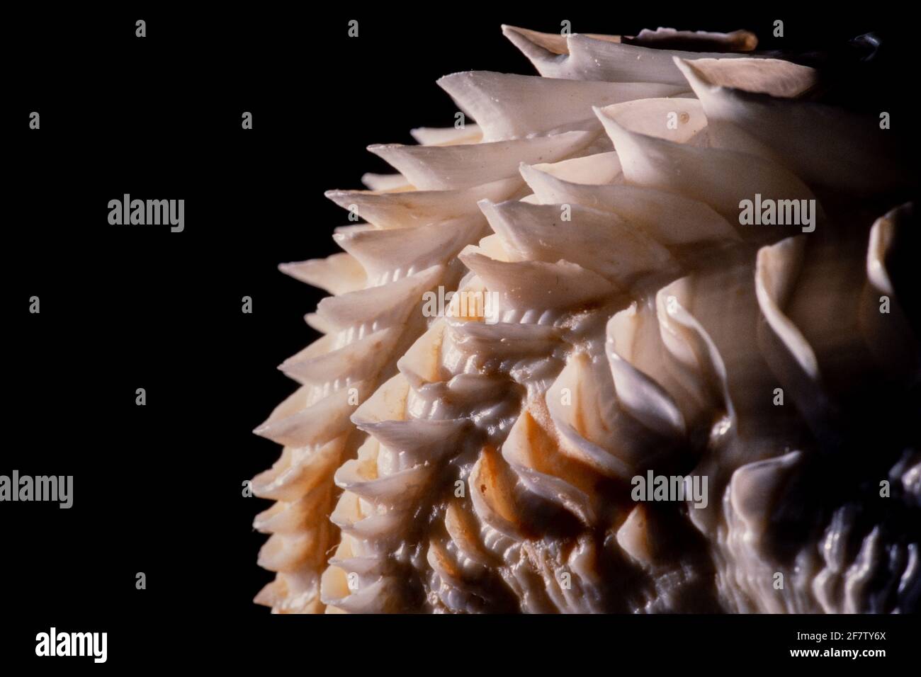 Ridges in clam shell hi-res stock photography and images - Alamy