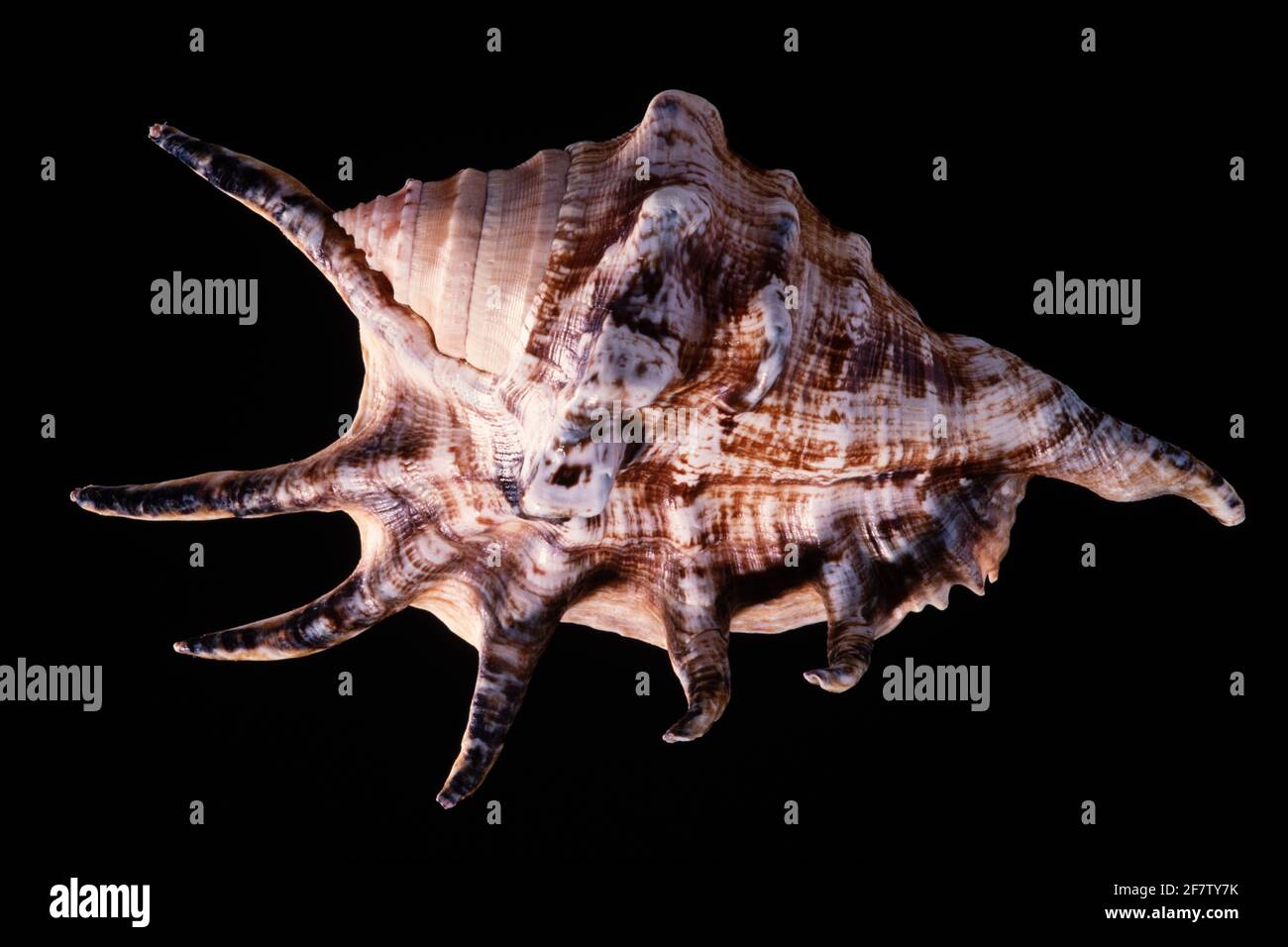 Spider Conch Shell, Lambis lambis, is a large spider conch from the Indo-West Pacific area. Stock Photo