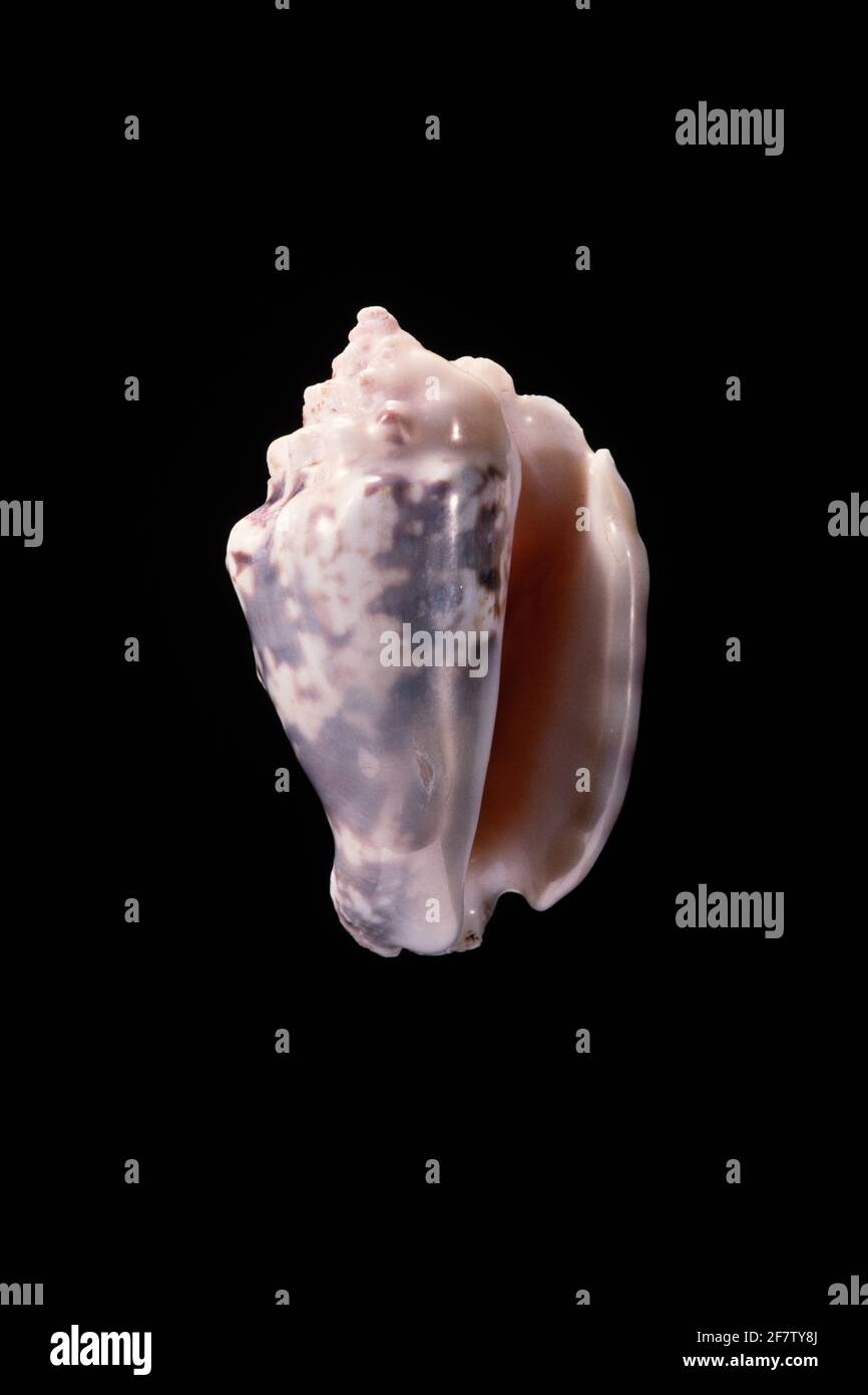 Silver Conch Shell, Lentigo lentiginosus, is a small true conch found in the Indo-Pacific region. Stock Photo