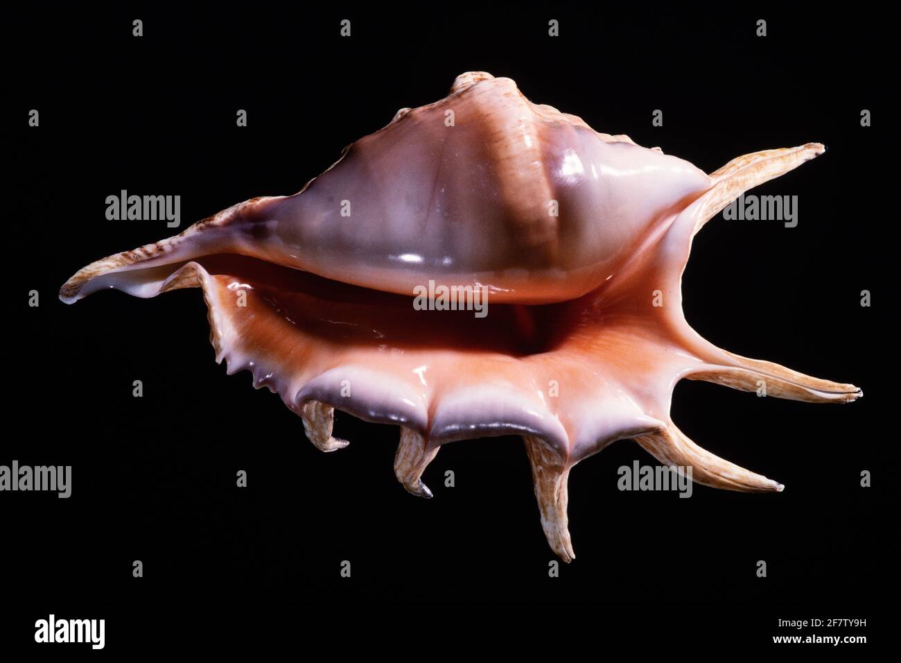 Spider Conch Shell, Lambis lambis, is a large spider conch from the Indo-West Pacific area. Stock Photo