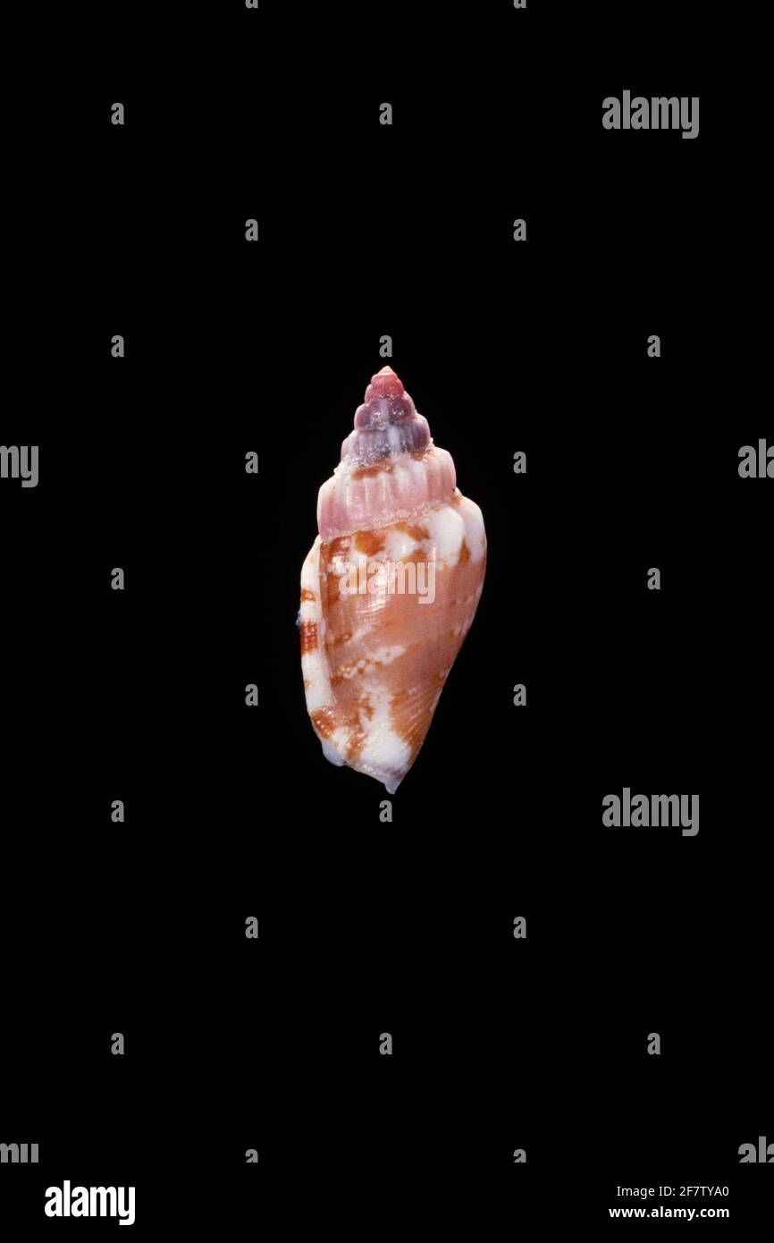 True conch hi-res stock photography and images - Alamy