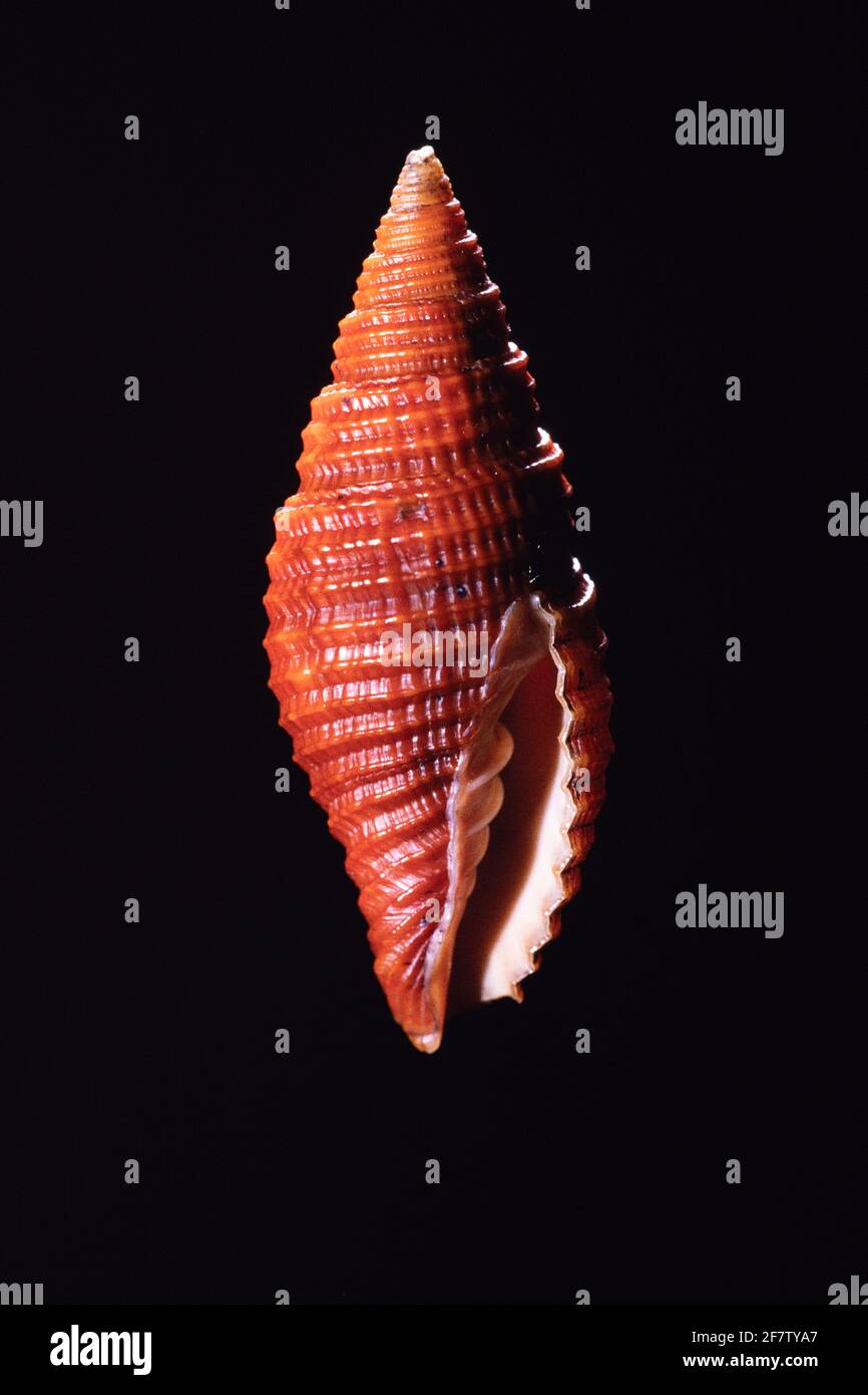 Miter Shell, Strigatella amaura, is found in the eEstern Indian Ocean and Western Pacific. Stock Photo