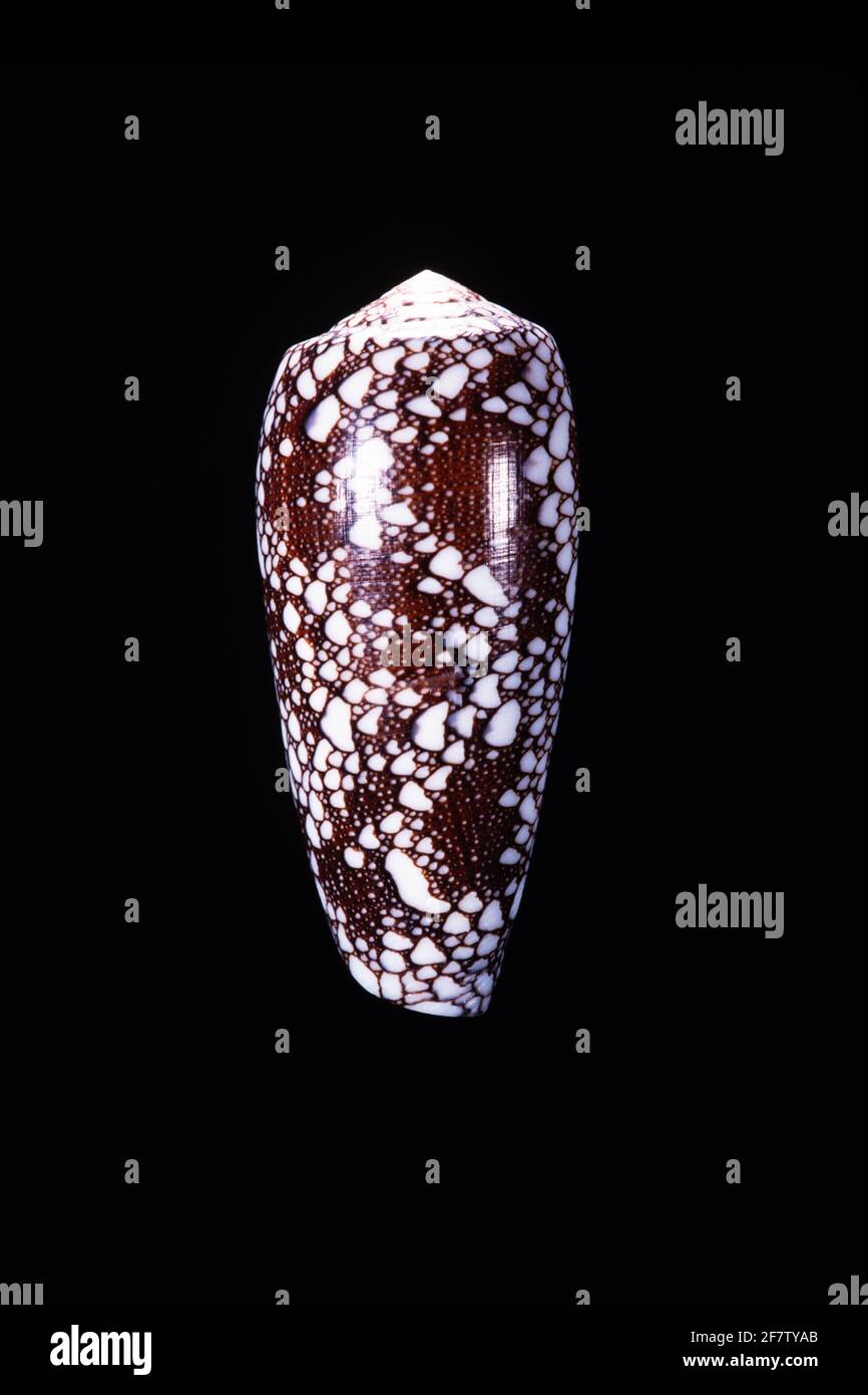 The Omaria Cone, Conus omaria, is a venomous sea snail found in the Indo-West Pacific region. Stock Photo