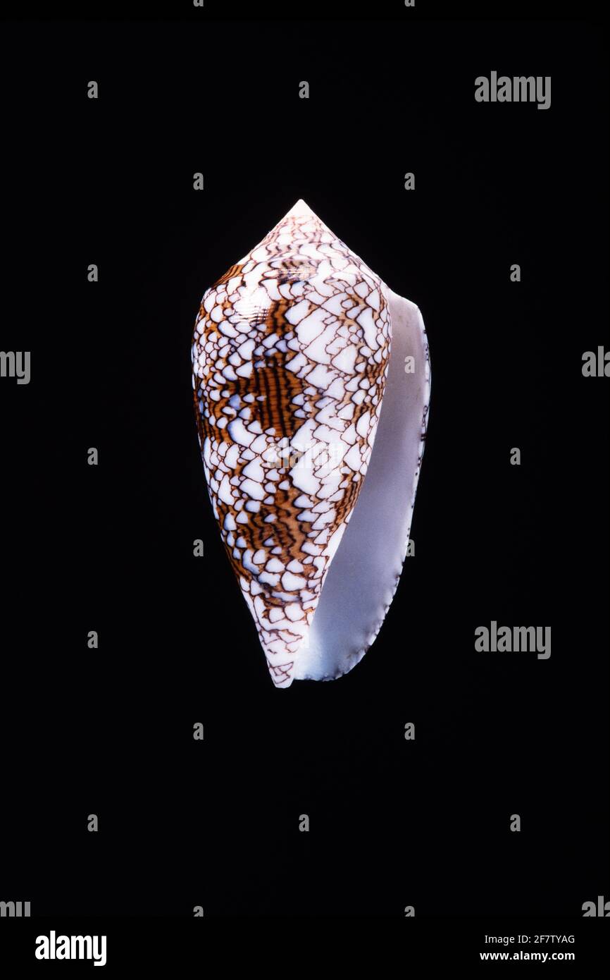 Textile cone snails conus textile hires stock photography and images