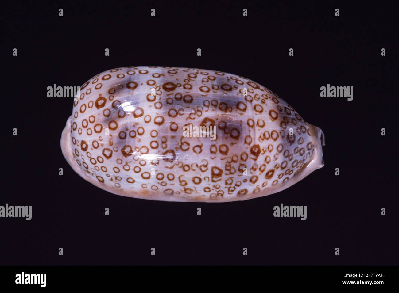 Eyed Cowry, Arestorides argus, a sea snail found in the Indo-Pacific region.  It is a large cowry shell. Stock Photo