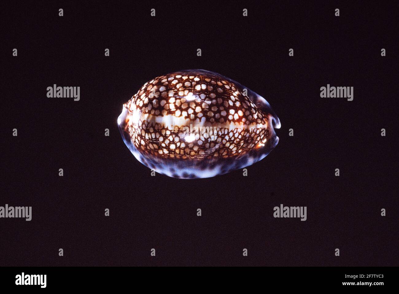 Reticulated Cowry, Mauritia maculifera, a sea snail found from the Chagos in the Indian Ocean to Hawaii in the Pacific. Stock Photo