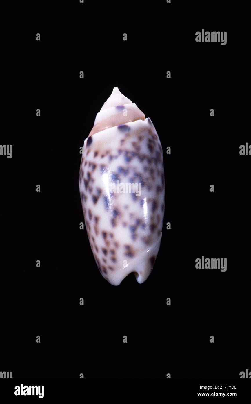 Amethyst Olive, Oliva annulata, is a small sea snail found from the Western Indian Ocean to Japan and New Guinea. Stock Photo