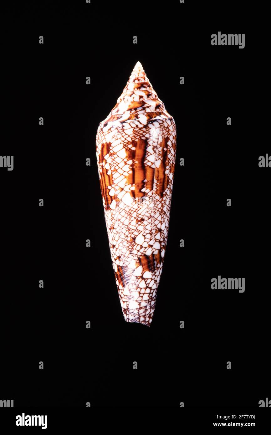 Bengal Cone, Conus bengalensis, is a venomous sea snail found in the Bay of Bengal, Andaman Sea, Burma & Thailand. Stock Photo