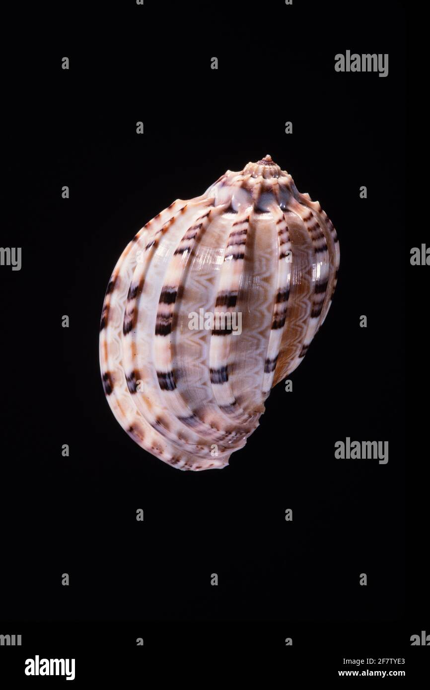 The Articulate Harp Shell, Harpa articularis, is a predatory sea snail found in the Indian Ocean to the West Pacific as far as Fiji. Stock Photo