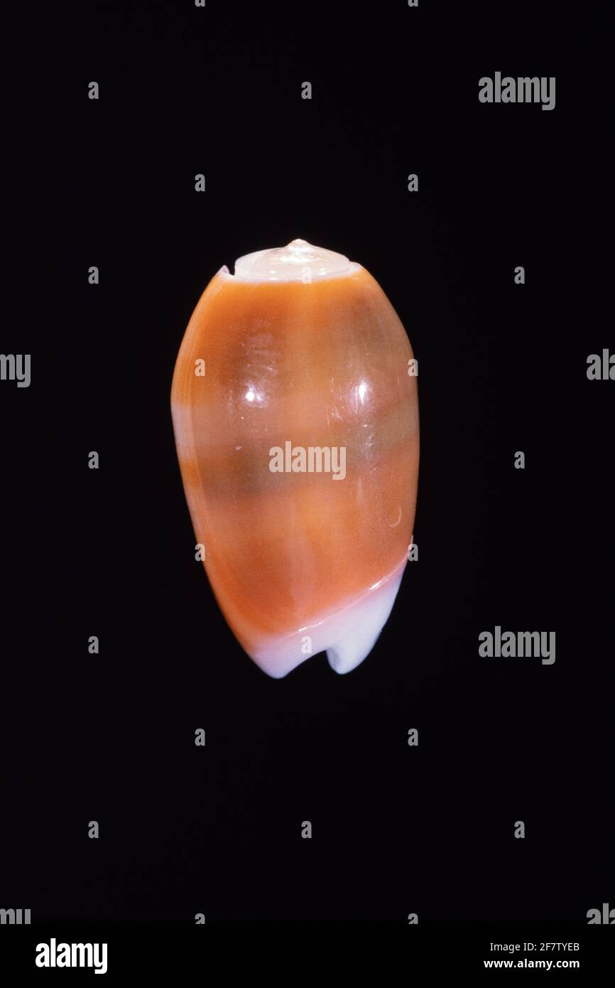 Carnelian Olive, Oliva carneola, is a small sea snail found in the Indo-Pacific region. Stock Photo